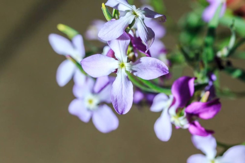 Azúrkék Estike 'Dwarf Azure Blue', Matthiola incana, virág